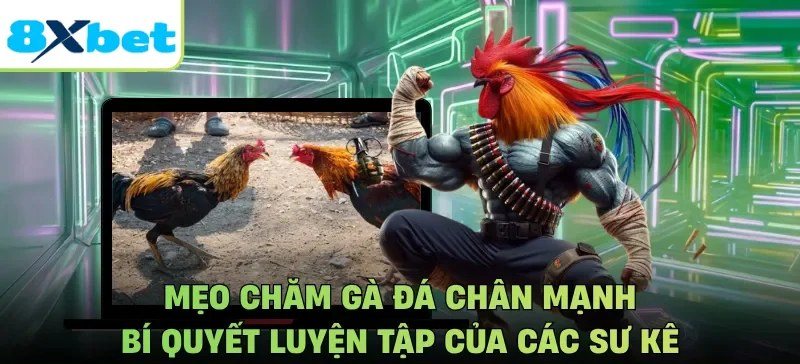 Cách nuôi gà đá chân mạnh theo bí quyết luyện tập của các sư kê