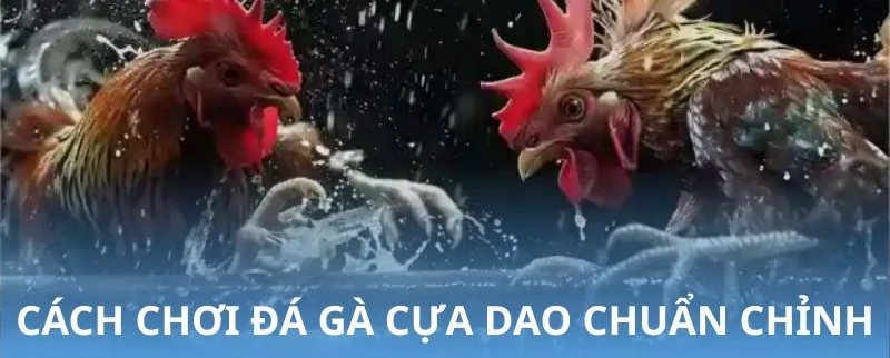 Hai chiến kê đối mặt trong trận cựa dao với nước bắn tung tóe