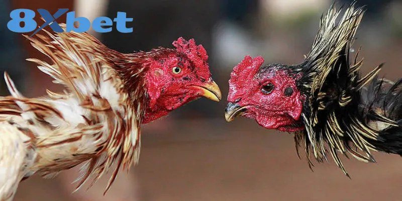 Hai chiến kê mào đỏ gầm ghè nhau trước khi trọng tài cho vào trận
