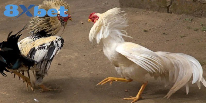 Chiến kê lông trắng dáng đứng cao, chân vàng chắc khỏe trên sân đất