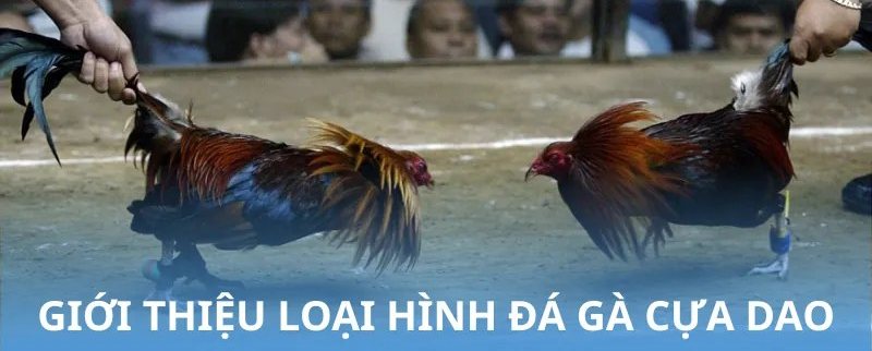 Đá gà cựa dao: sư kê thả hai chiến kê vào vòng đấu trước khán giả