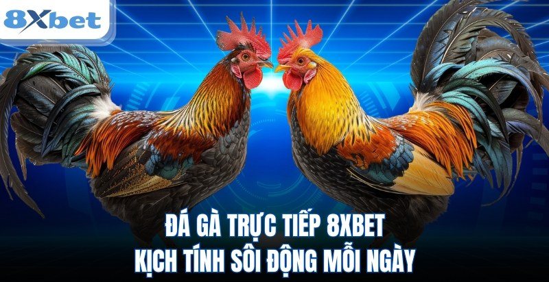 Đá gà 8Xbet với hai chiến kê đối đầu trong trận đá gà trực tiếp