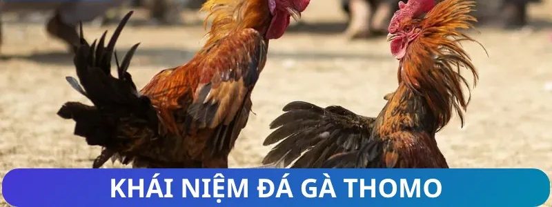 Hai chiến kê gà Thomo Campuchia đối đầu trên nền đất của trường gà