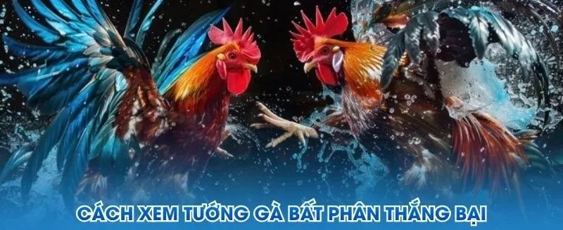 Cách chọn gà đá qua xem tướng hai chiến kê đang giao đấu