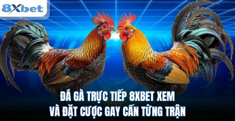 Đá gà trực tiếp tại 8Xbet: hai chiến kê đối mặt trước giờ mở cược